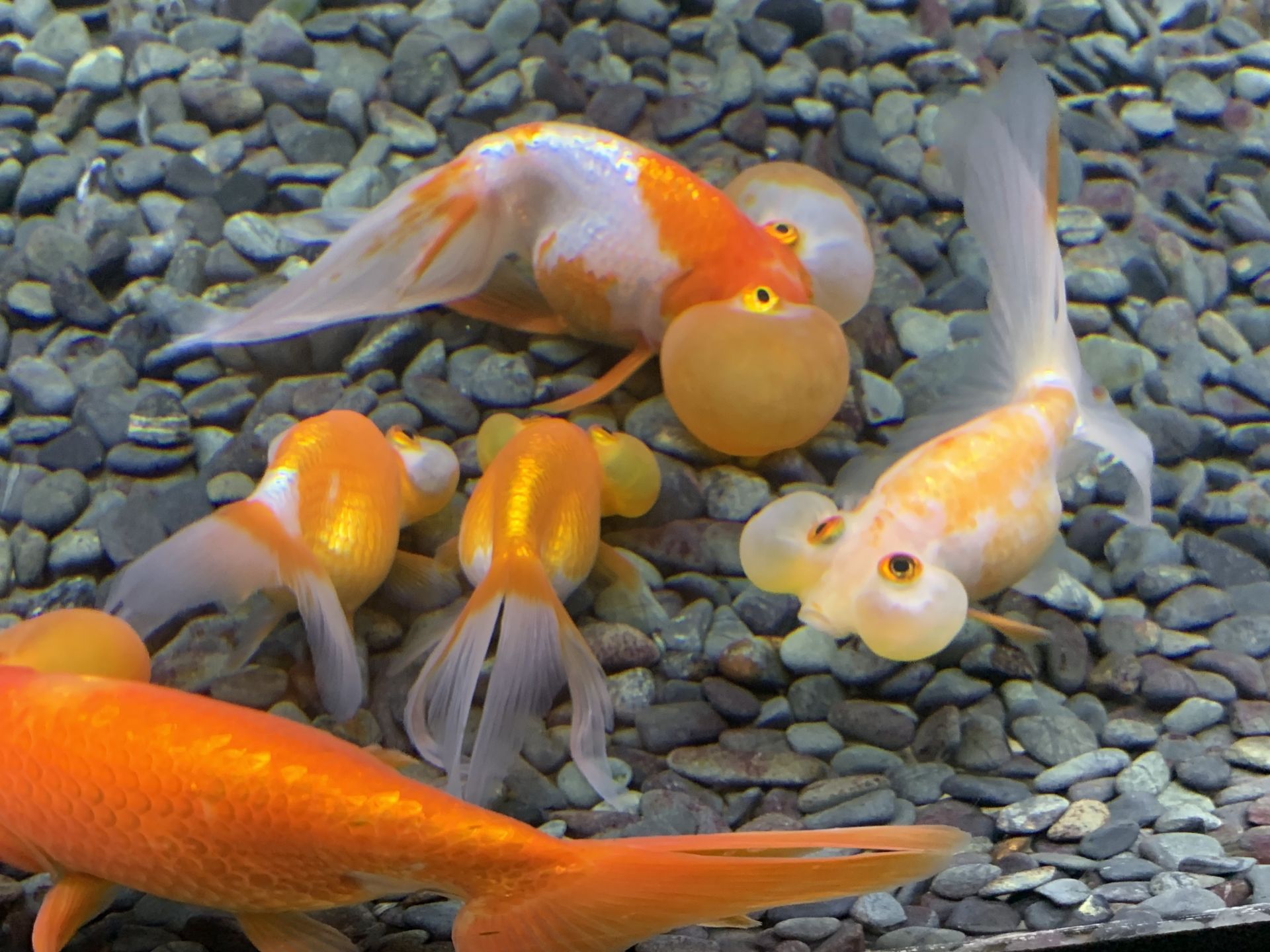 水槽を泳ぐ複数の金魚